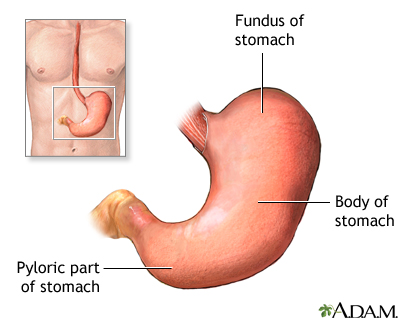 Normal anatomy