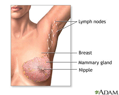 Breast Anatomy