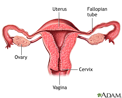 Normal uterine anatomy (cut section)