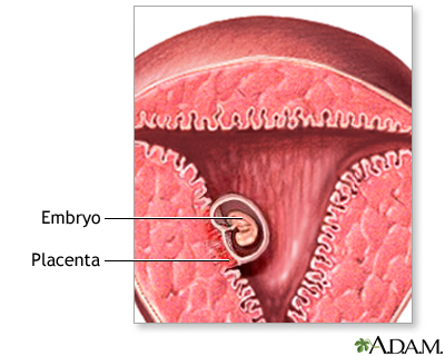 Early pregnancy