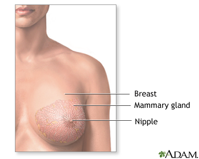 Normal female breast anatomy