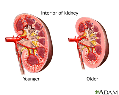 Changes in kidney with age