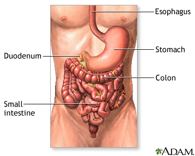 Lower digestive anatomy