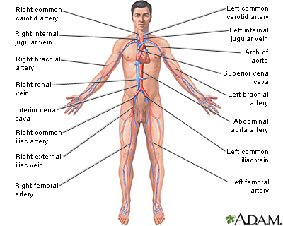 Circulatory system