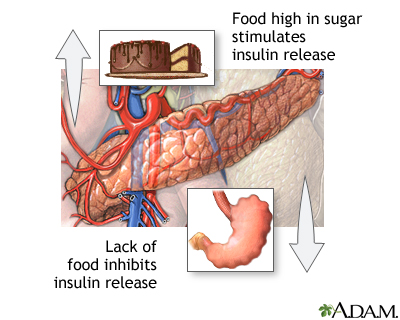 Food and insulin release