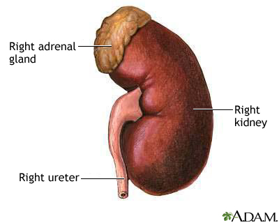 Kidney anatomy