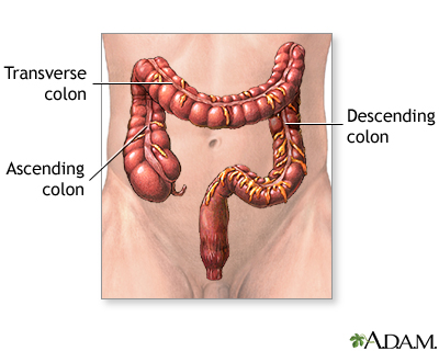 Large intestine