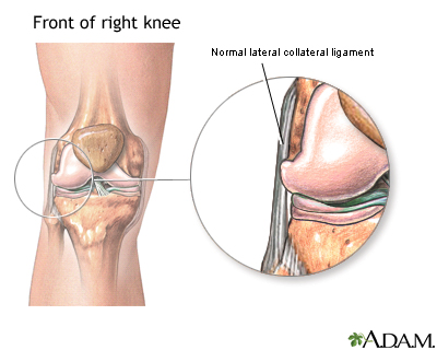 Lateral collateral ligament