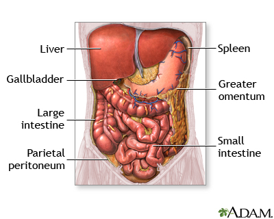 Abdominal organs