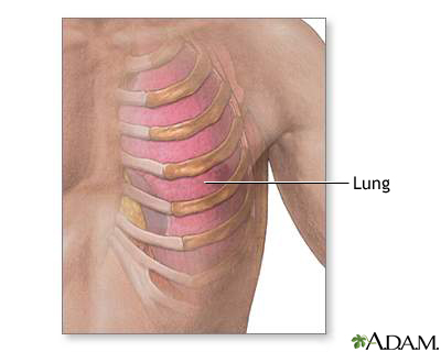 Ribs and lung anatomy