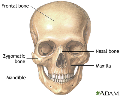 Skull anatomy