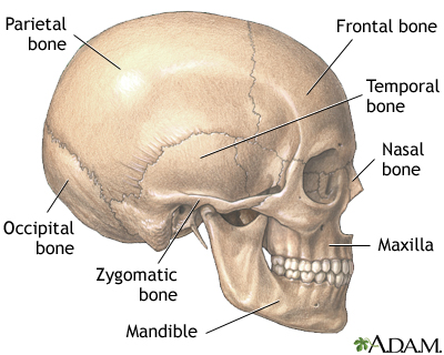 Skull