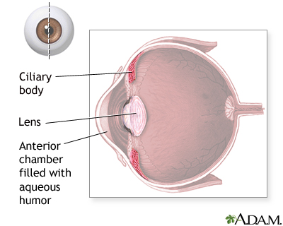 Ciliary body