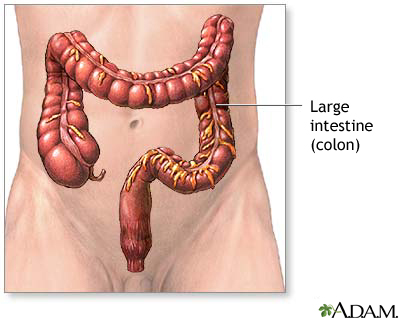 Large intestine anatomy