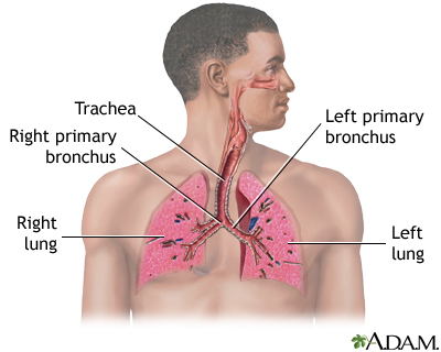 Respiratory system