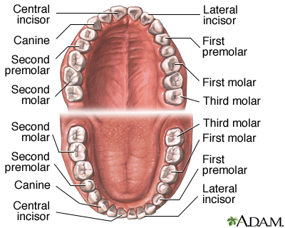 Dental anatomy