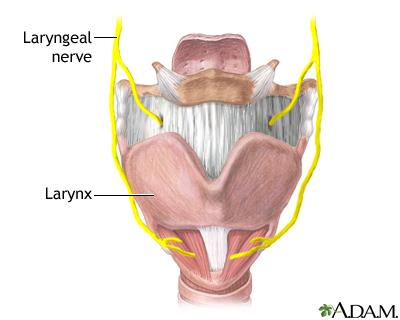 Laryngeal nerve damage