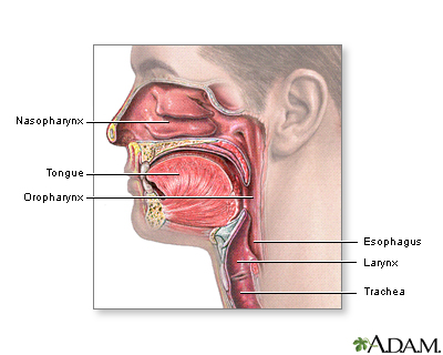 Oropharynx