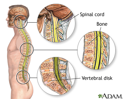 Spinal anatomy