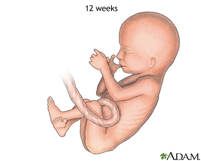 Fetus (12 weeks old)