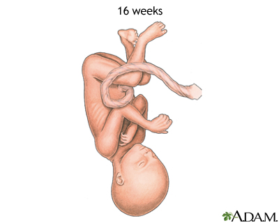 16-week fetus