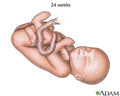 24-week fetus