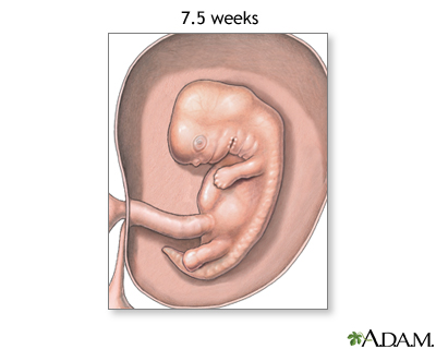 Fetus (7.5 weeks old)