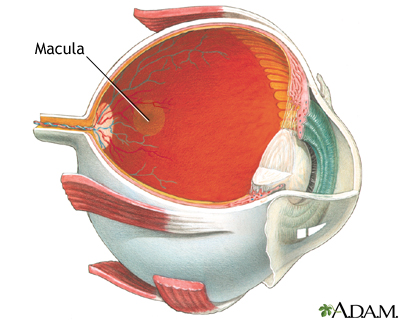 Macula