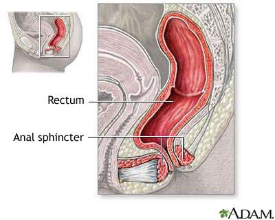 Anal sphincter anatomy