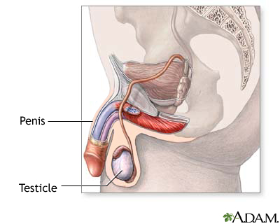 Male reproductive system