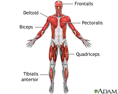 Superficial anterior muscles