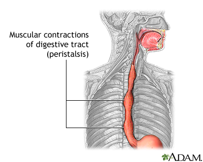 Peristalsis