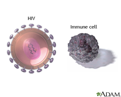 HIV virus and t-cells