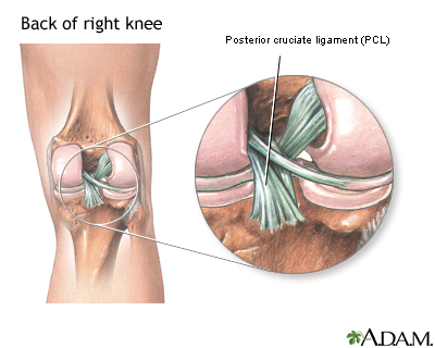 Posterior cruciate ligament of the knee