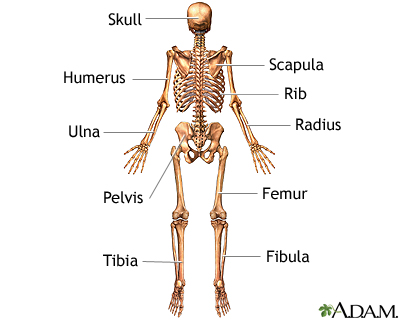 Skeleton (posterior view)