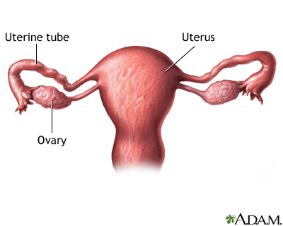 Uterine anatomy