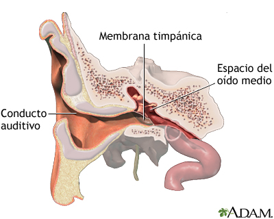 Anatomía normal