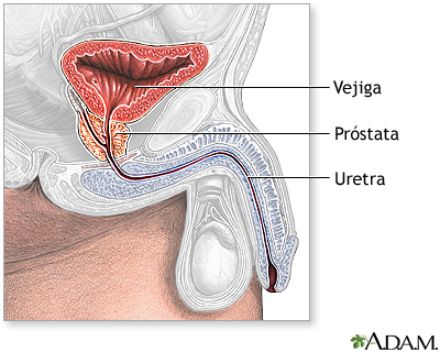 Anatomía normal