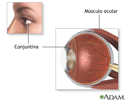 Anatomía normal