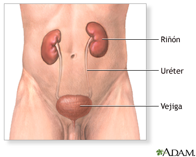 Anatomía normal