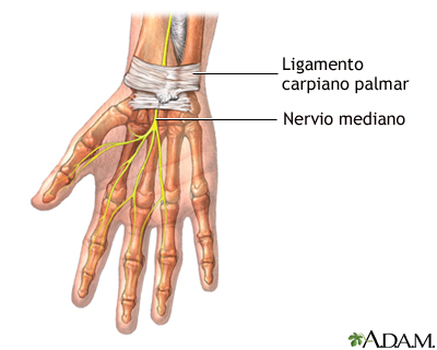 Anatomía normal