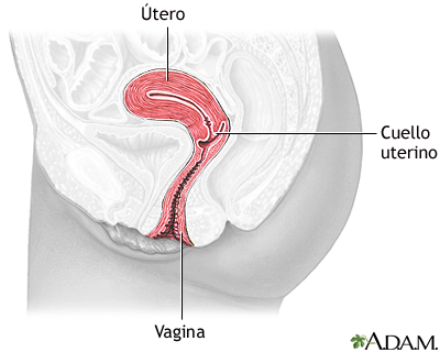 Anatomía normal