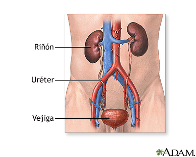 Anatomía normal