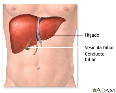 Anatomía normal