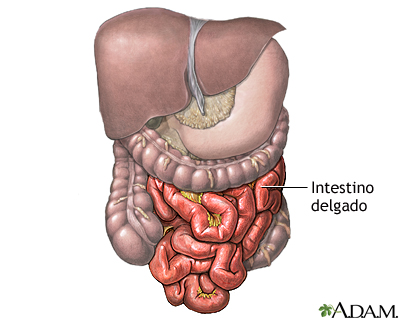 Anatomía normal