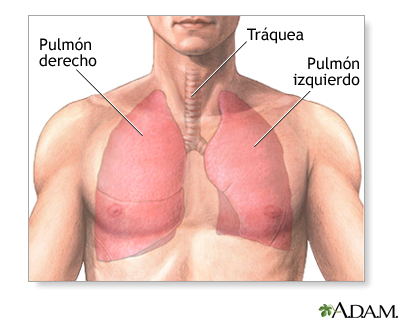 Anatomía normal