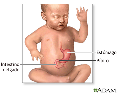 Anatomía normal