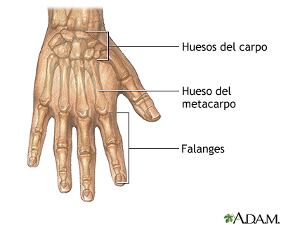 Anatomía normal