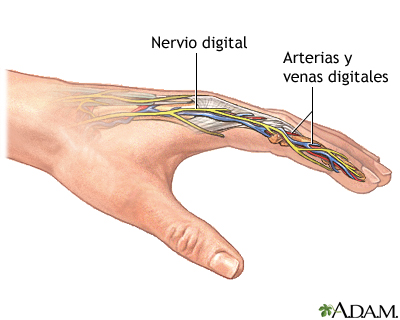 Anatomía normal