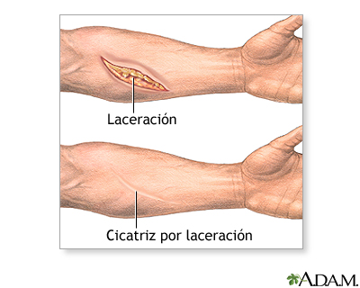 Anatomía normal